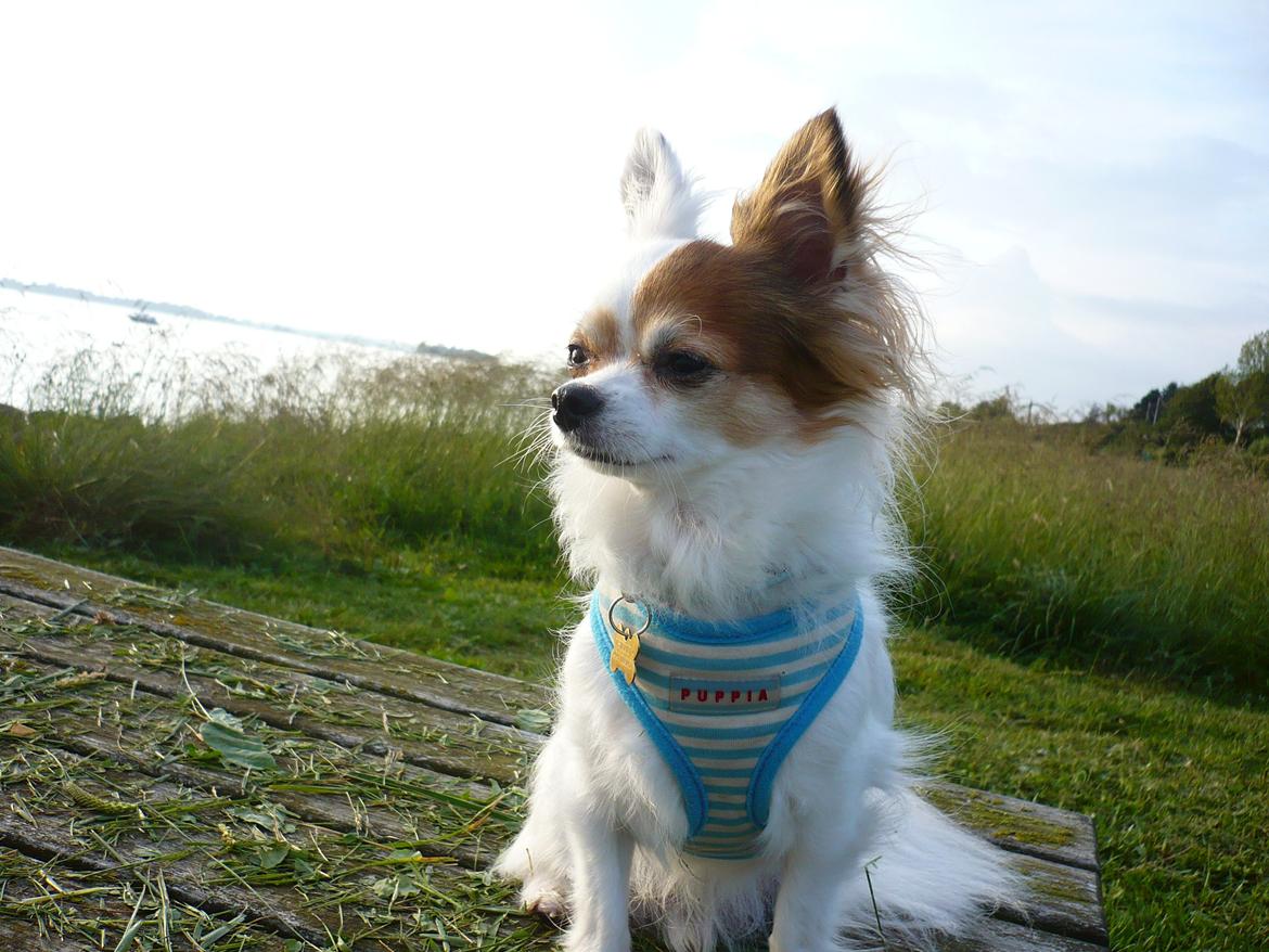 Chihuahua Birkedals Mickey R.I.P billede 15