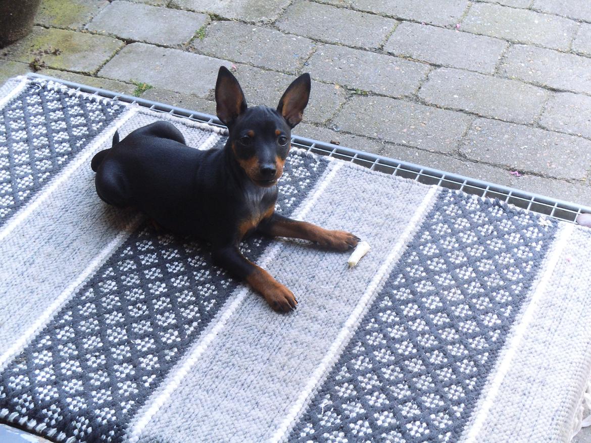 Dvaergpinscher ollie,stambog navn,amir - hej med jer billede 1