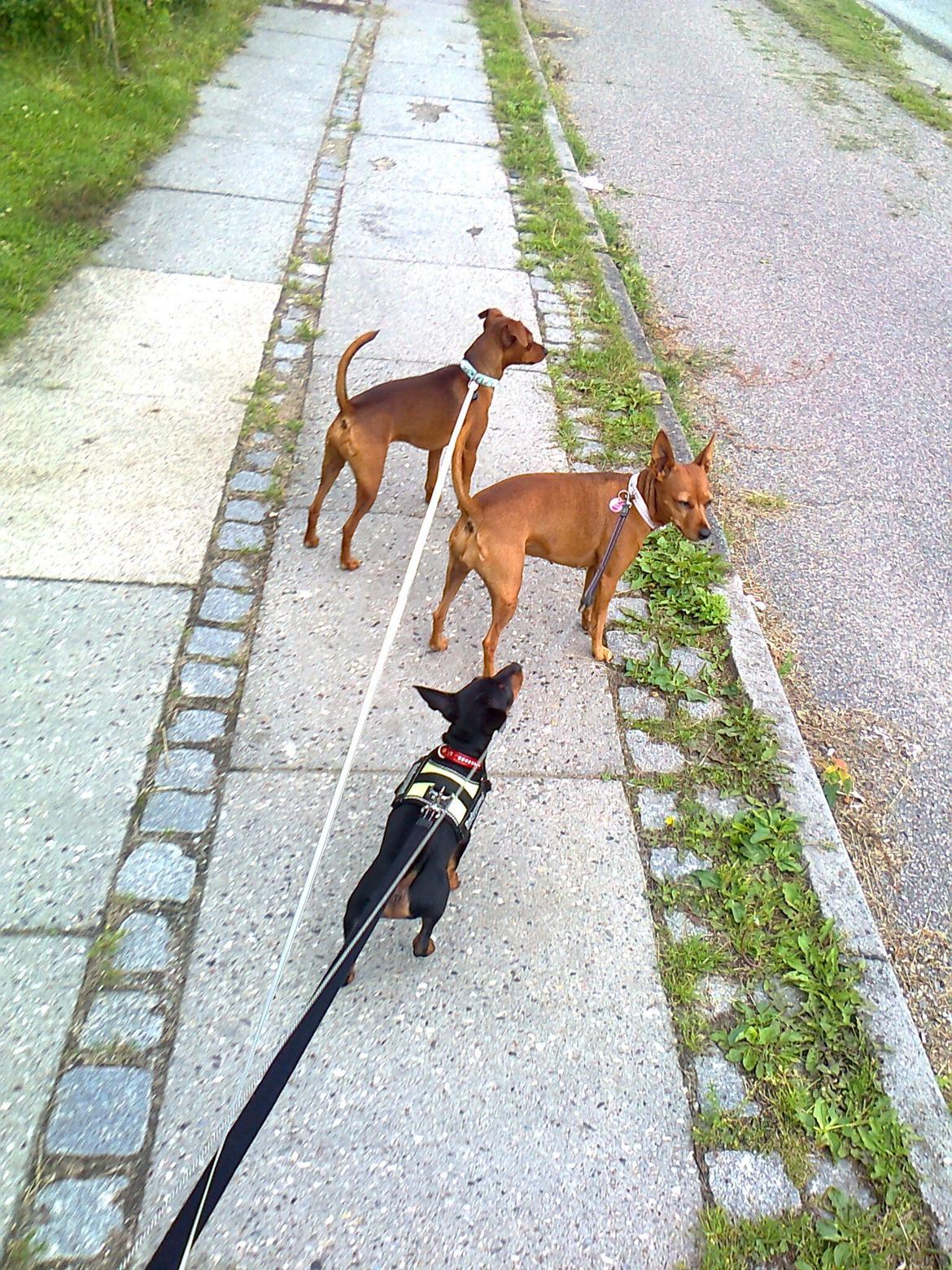 Dvaergpinscher ollie,stambog navn,amir - første gåtur billede 5