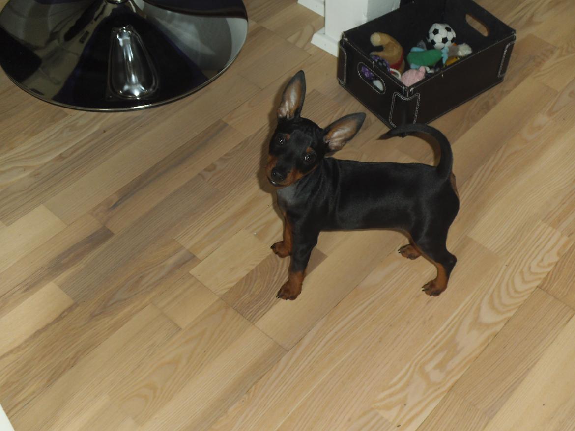 Dvaergpinscher ollie,stambog navn,amir - lille ollie billede 7