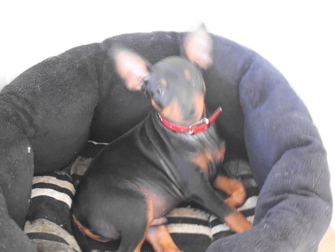 Dvaergpinscher ollie,stambog navn,amir billede 9