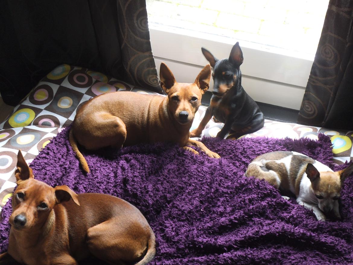 Dvaergpinscher ollie,stambog navn,amir - ser lige min nye familie an. billede 11