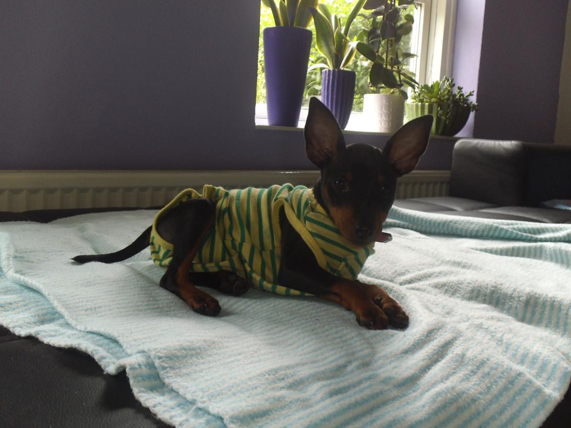 Dvaergpinscher ollie,stambog navn,amir - så fik jeg lige sparkedragt på fordi jeg tisser alle steder billede 12