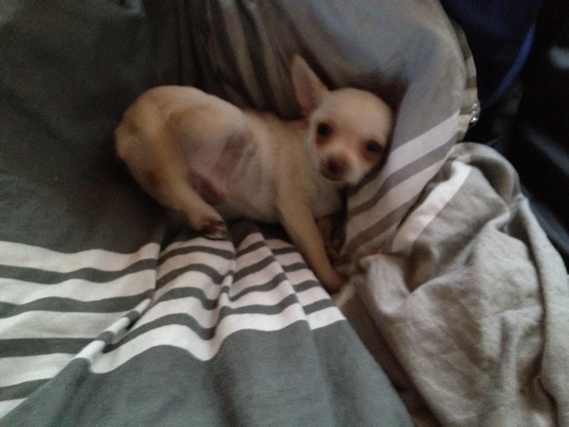 Chihuahua Simon billede 6