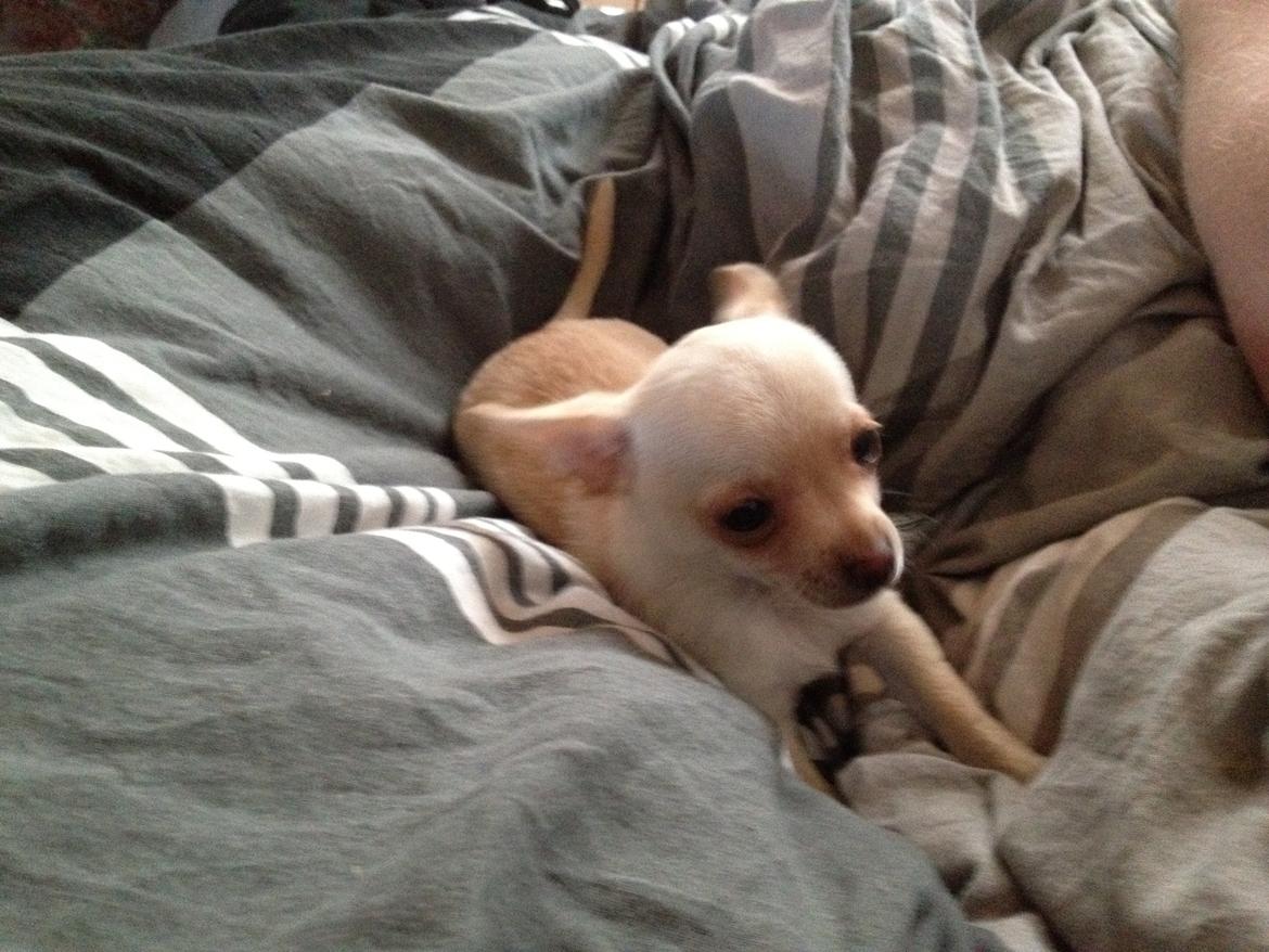 Chihuahua Simon billede 7