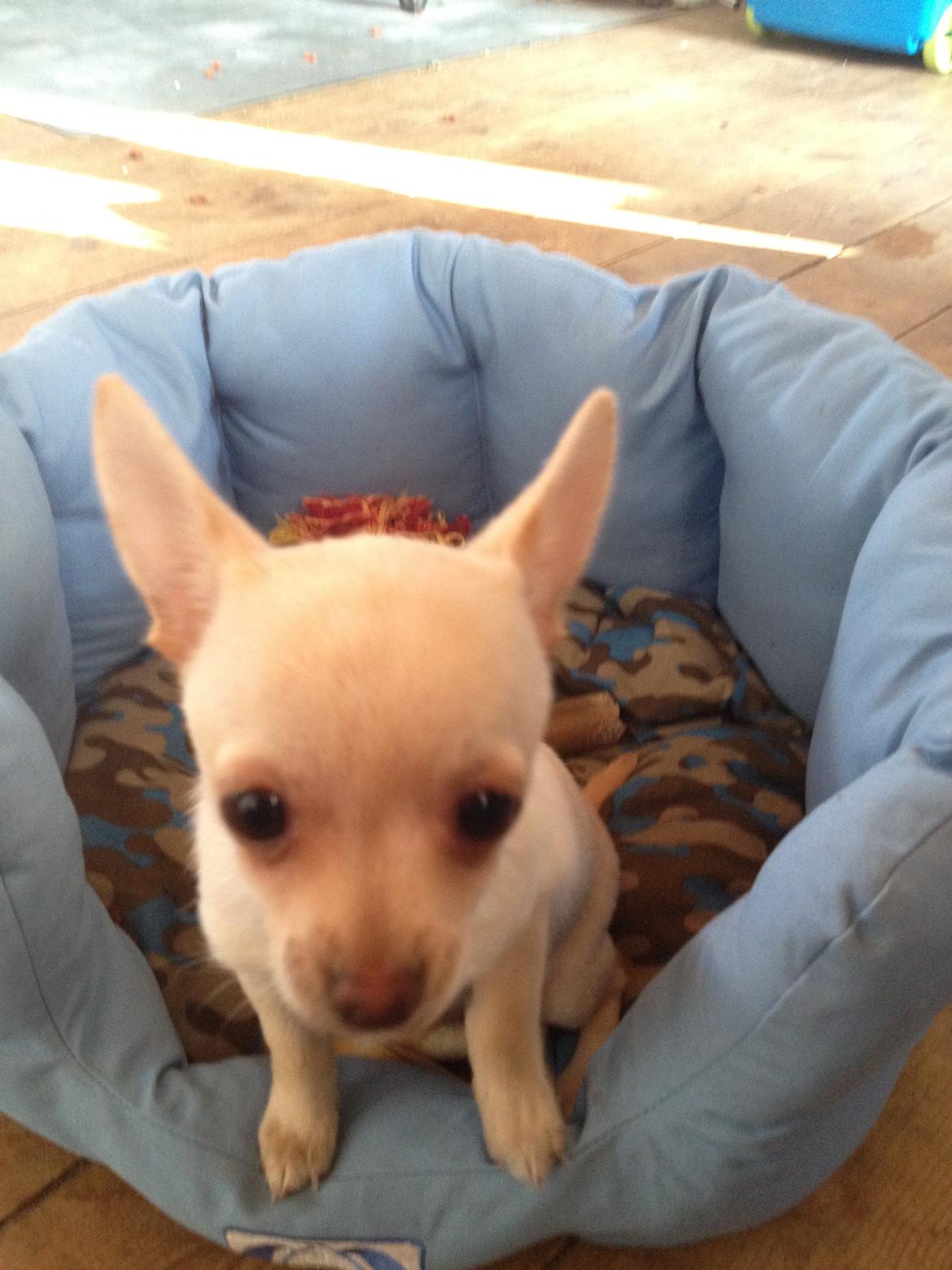 Chihuahua Simon billede 8