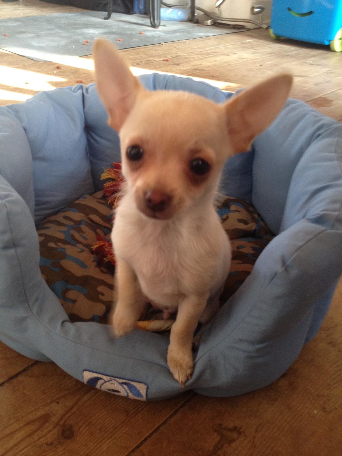 Chihuahua Simon billede 9