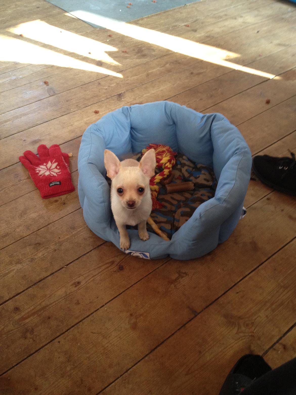 Chihuahua Simon billede 10