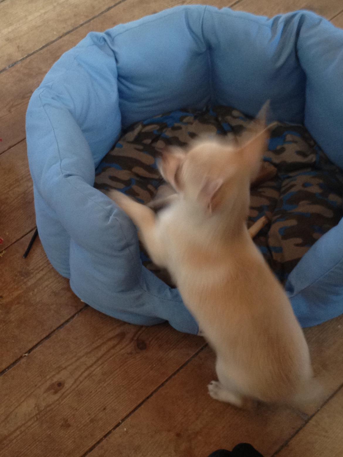 Chihuahua Simon billede 11