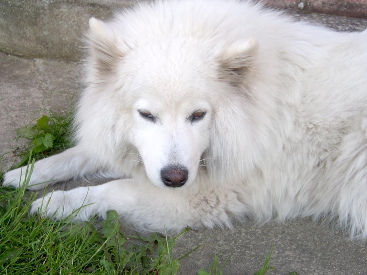 Samojedhund Laika billede 2
