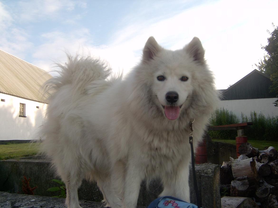 Samojedhund Laika billede 3