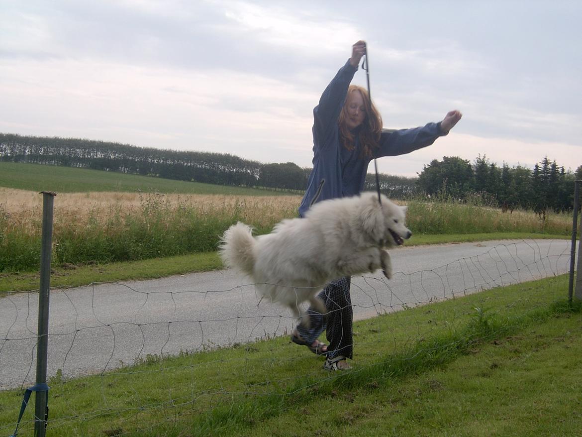 Samojedhund Laika billede 4