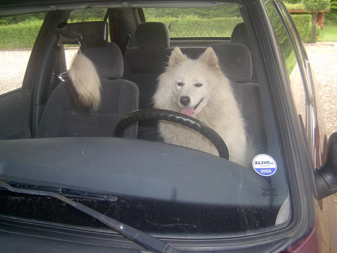 Samojedhund Laika billede 5