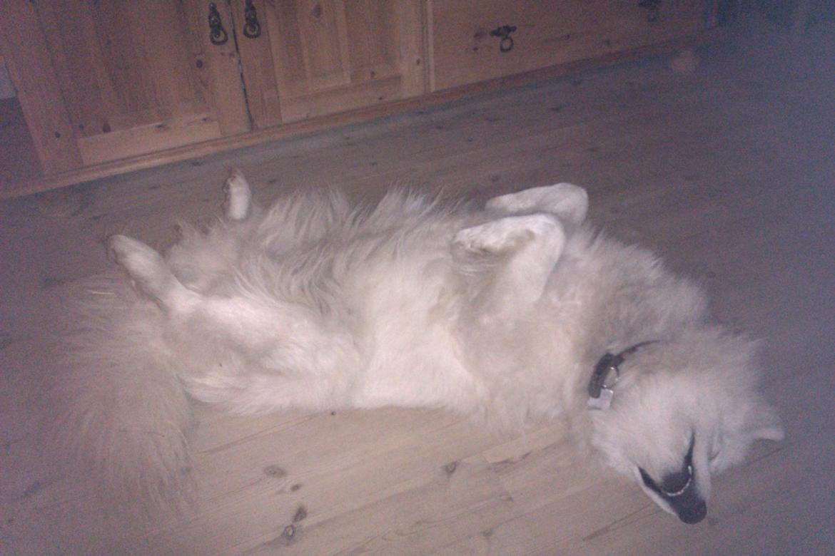 Samojedhund Laika billede 6