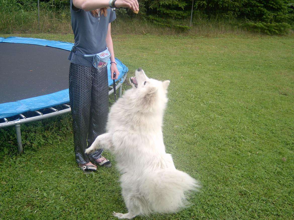 Samojedhund Laika billede 7