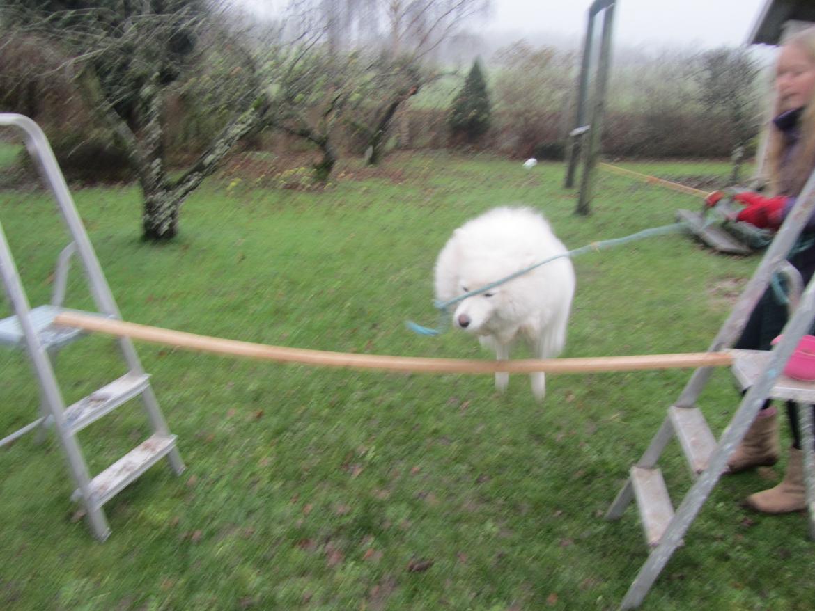 Samojedhund Laika billede 8