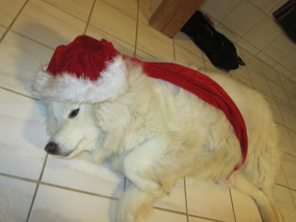 Samojedhund Laika billede 9