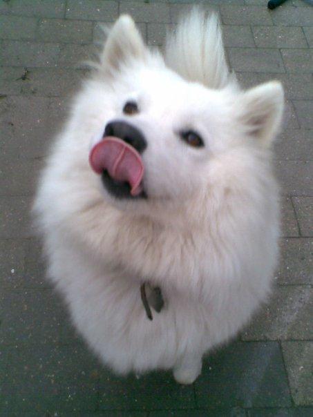 Samojedhund Laika - Hva mon hun har til mig billede 1