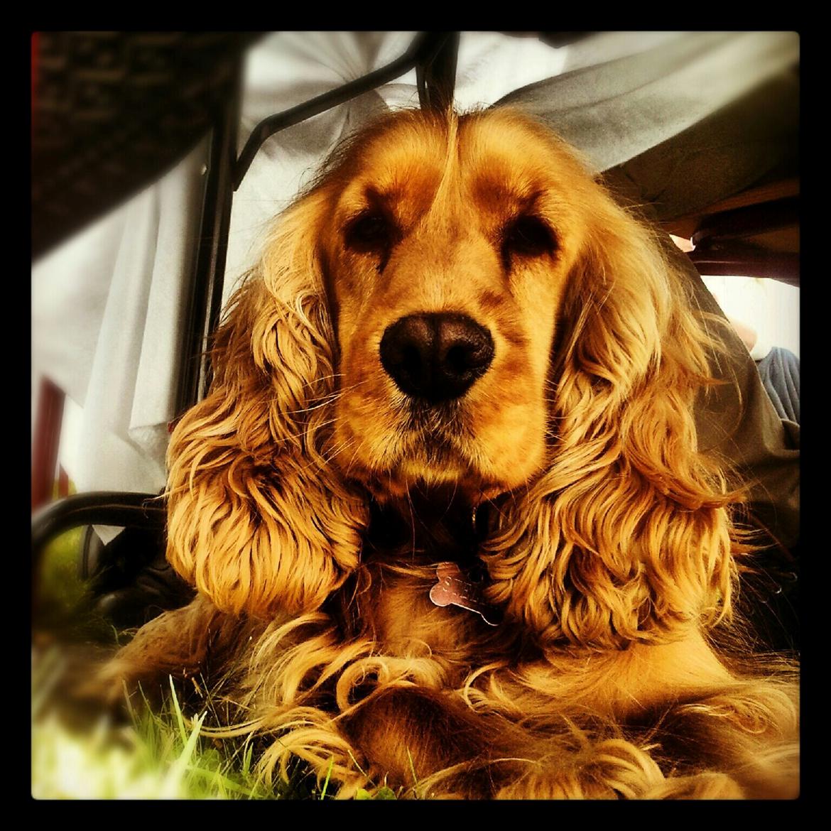 Cocker spaniel Stella - Lånt af Christina Nielsen billede 5