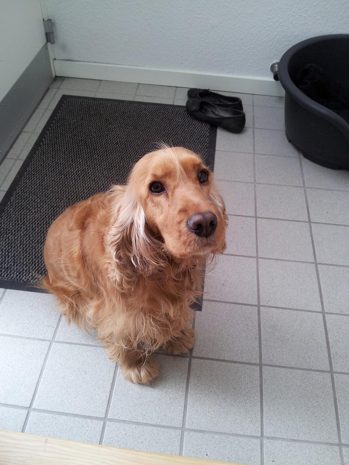 Cocker spaniel Stella billede 12