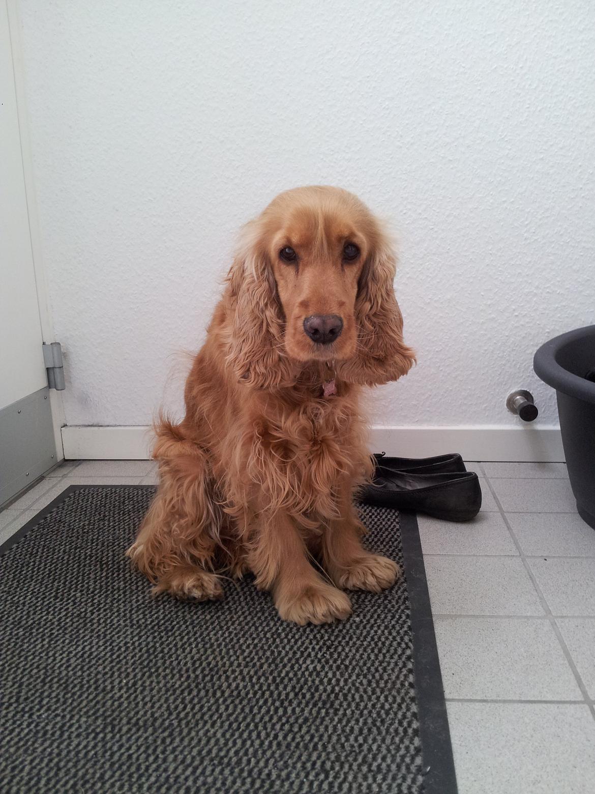 Cocker spaniel Stella billede 7