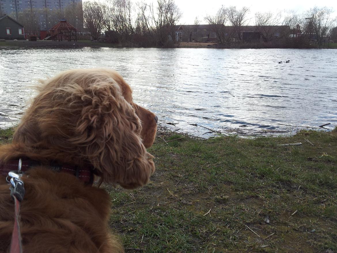 Cocker spaniel Stella billede 8