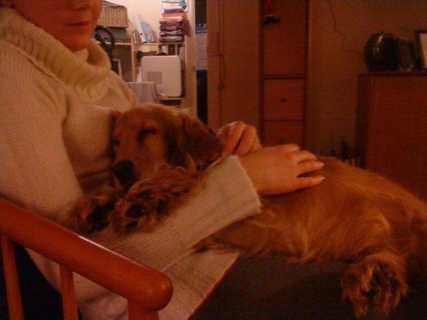 Cocker spaniel Stella - Lånt af Christina Nielsen billede 14