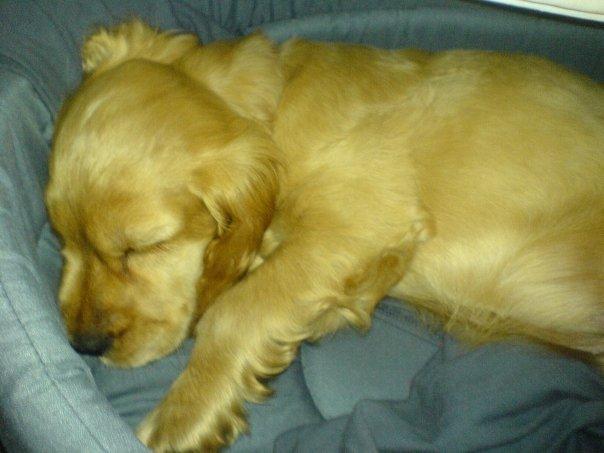 Cocker spaniel Stella - Lille Stella! Lånt af Christina Nielsen billede 15