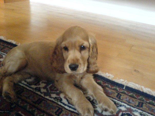 Cocker spaniel Stella - Lille Stella! Lånt af Christina Nielsen billede 16