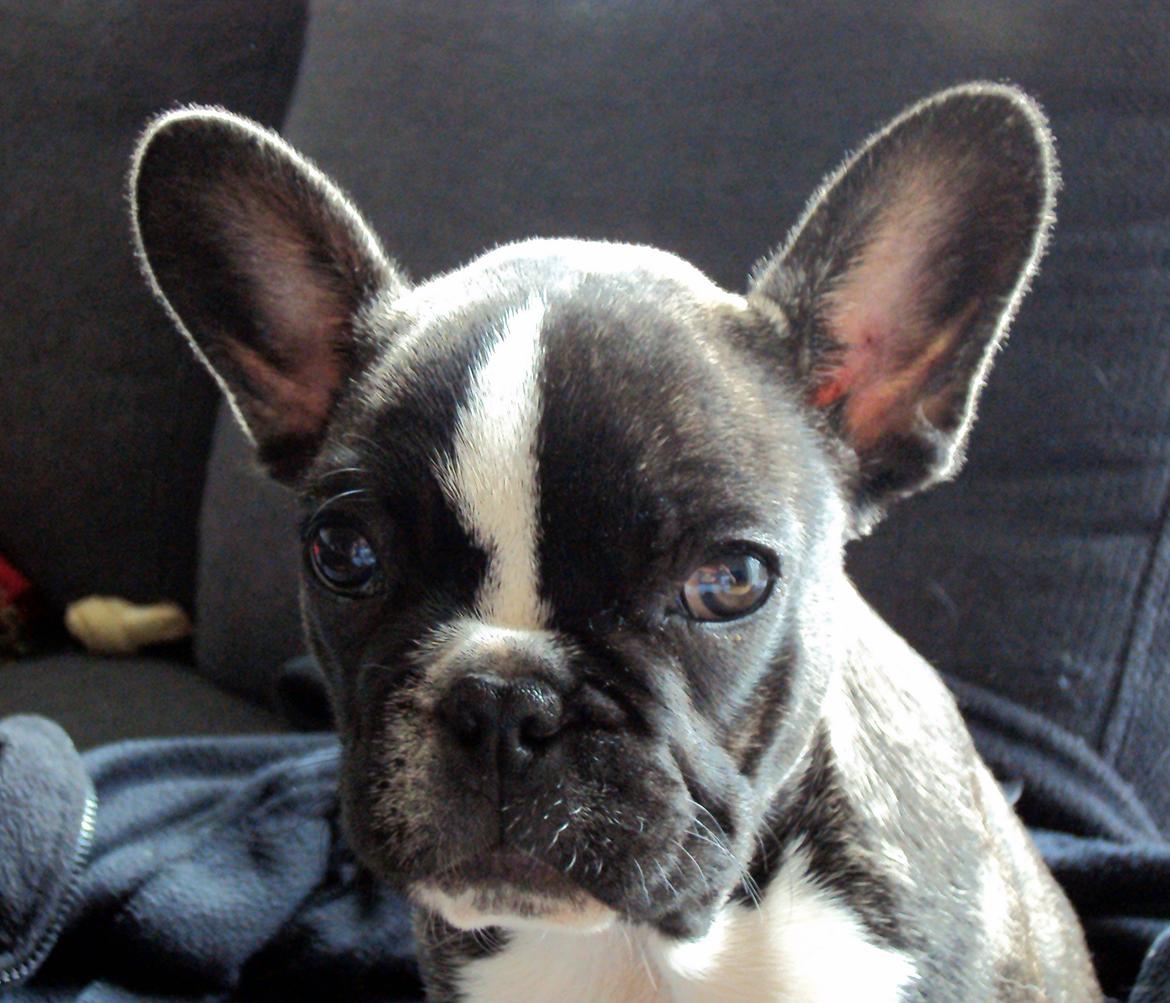 Fransk bulldog Tulle billede 1