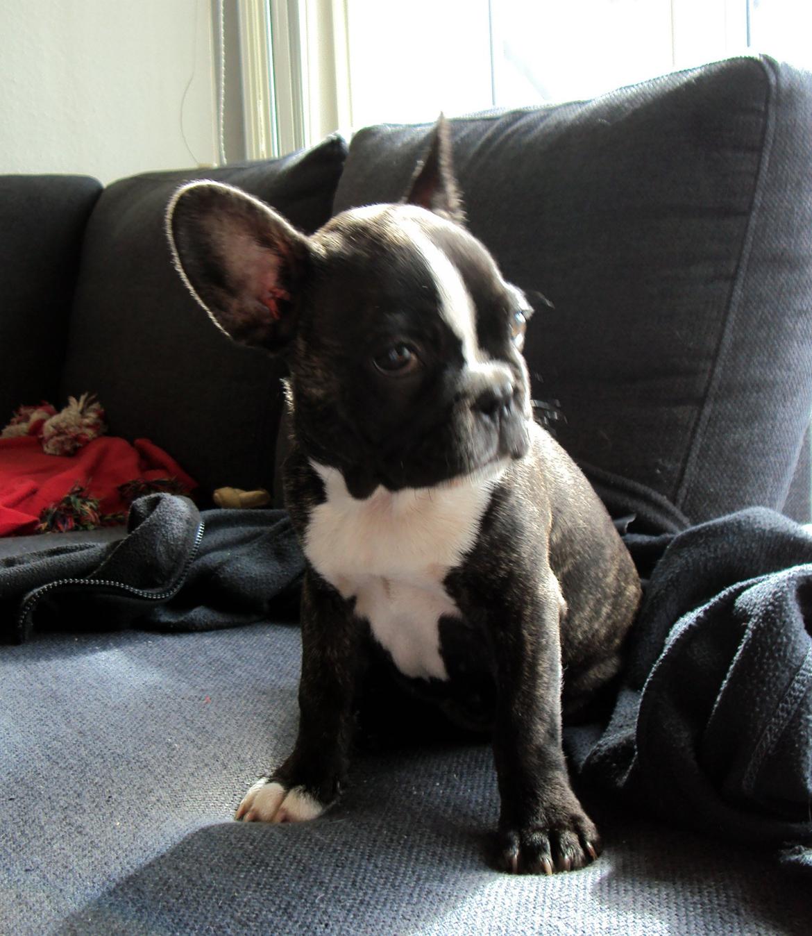 Fransk bulldog Tulle billede 2