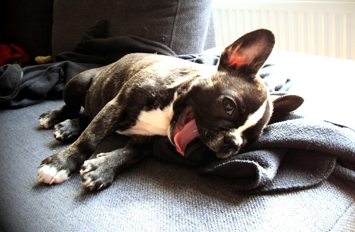 Fransk bulldog Tulle billede 3