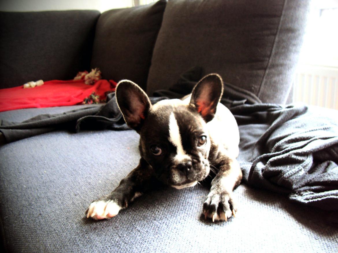 Fransk bulldog Tulle billede 4