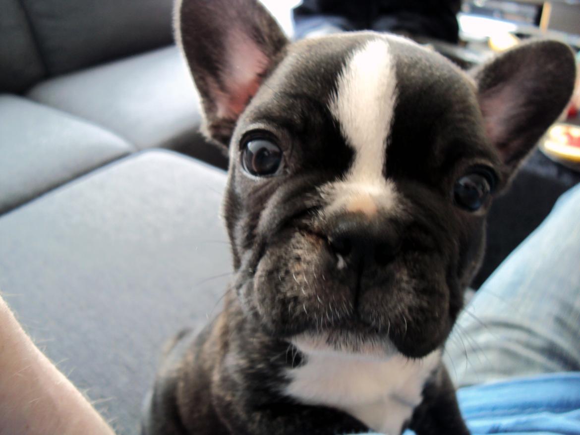 Fransk bulldog Tulle billede 5