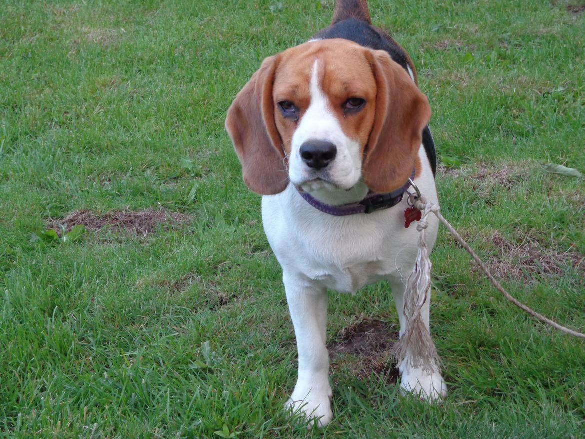 Beagle Mille <3 - Velkommen til Milles galleri :D billede 1