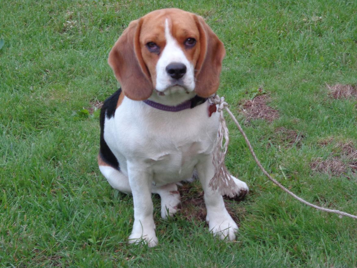 Beagle Mille <3 - Nu er lille Mille voksen :) billede 9