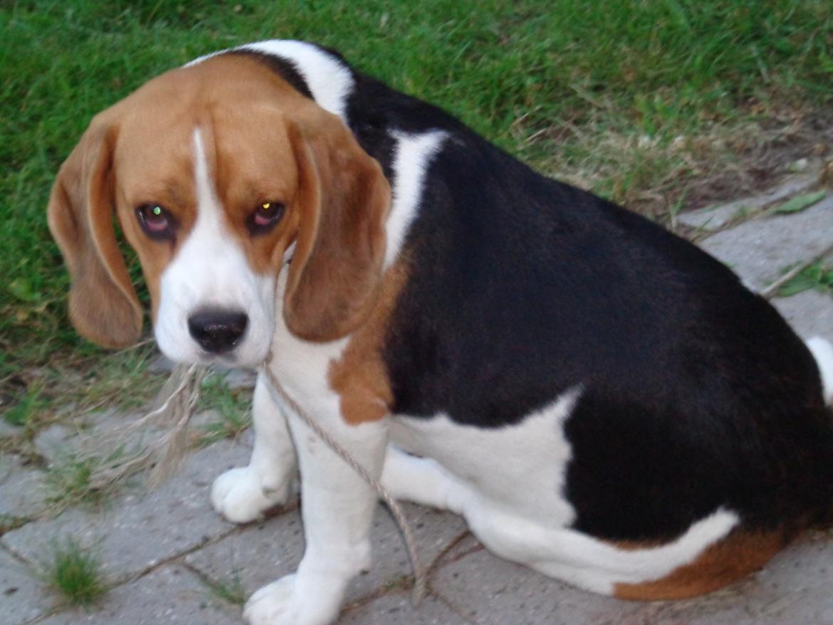 Beagle Mille <3 - Voksen (ca. 1 år) billede 10