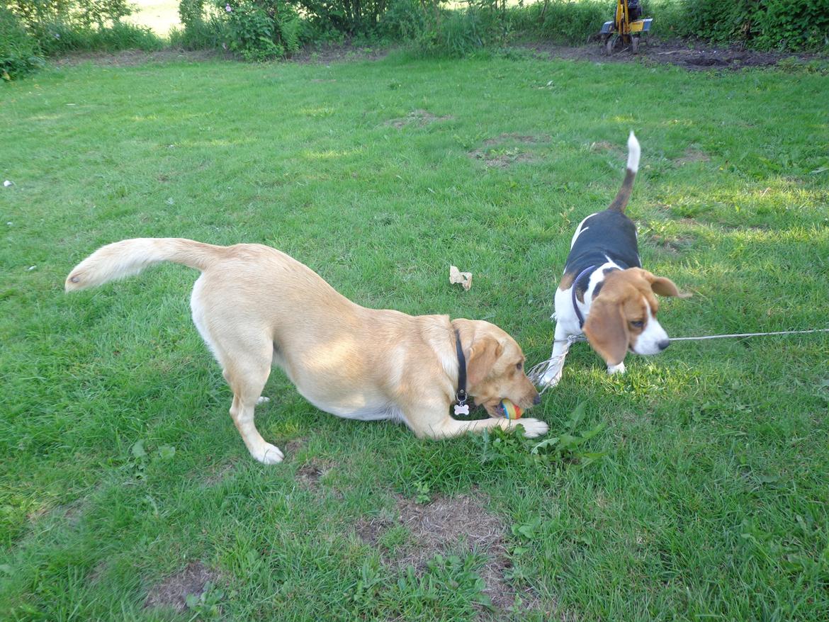 Beagle Mille <3 - Leg med Futte :) billede 11