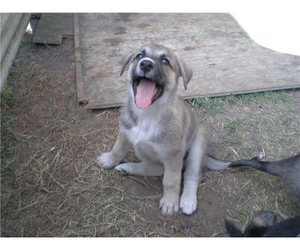 Blanding af racer Sille billede 18