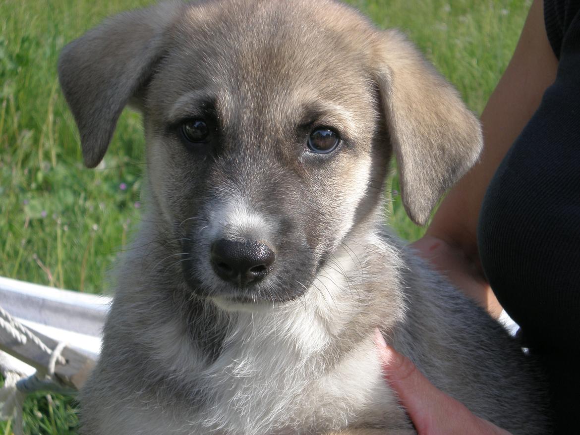 Blanding af racer Sille billede 19