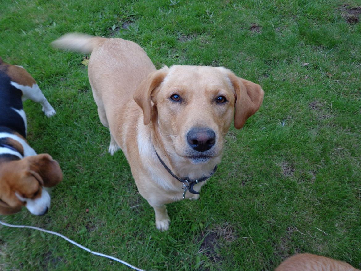 Labrador retriever Futte billede 1