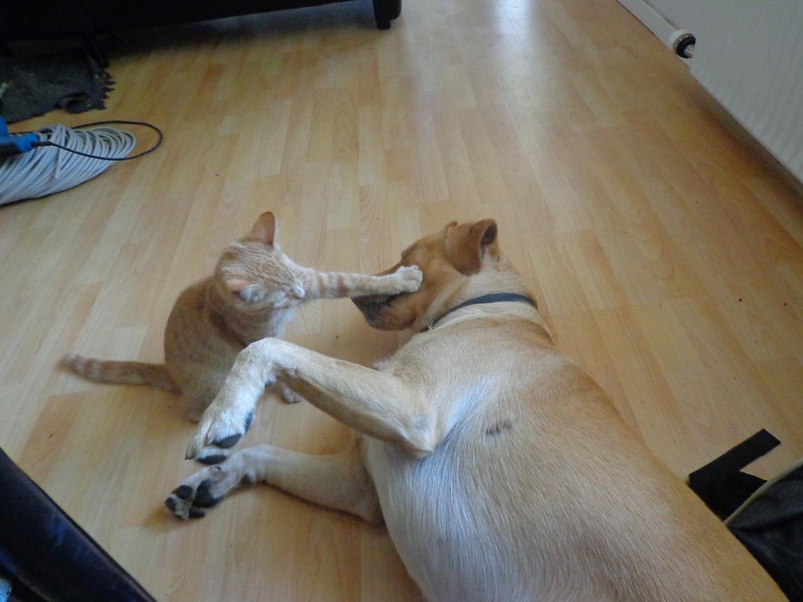 Labrador retriever Futte - Holger og Futte leg :) billede 10