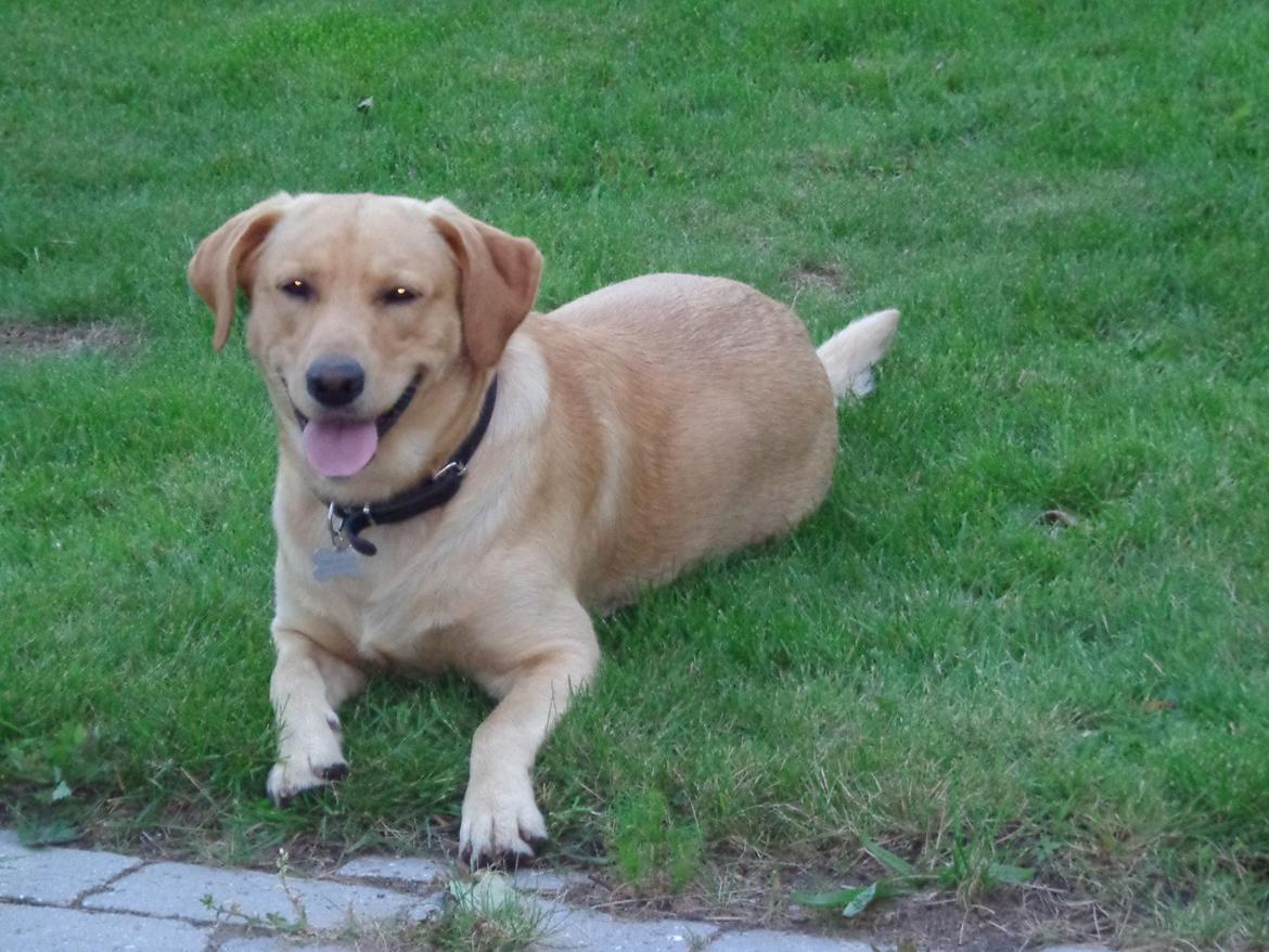 Labrador retriever Futte - Hygge i haven :) billede 11