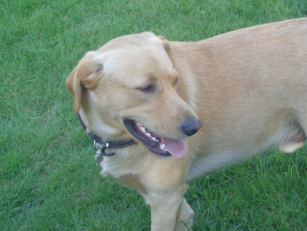 Labrador retriever Futte billede 12