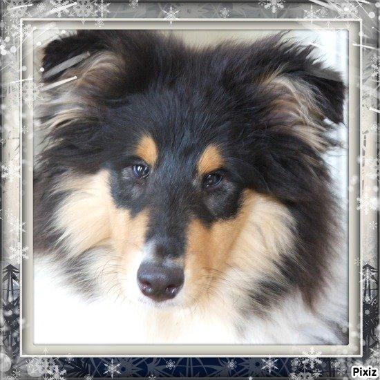 Collie langhåret Tvingsfields Dirty Diana (Belle) billede 17