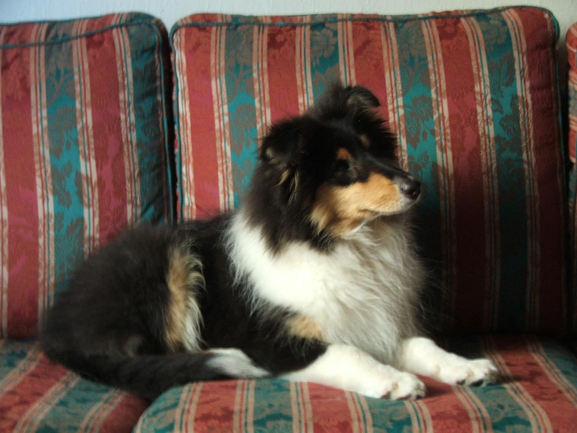 Collie langhåret Tvingsfields Dirty Diana (Belle) billede 18