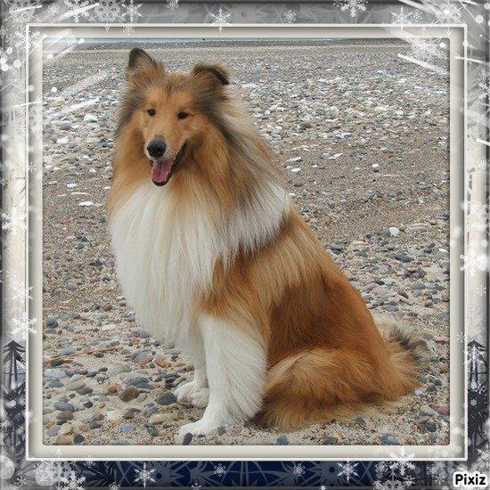 Collie langhåret Tvingsfields Kiss Me Now (Aiko) billede 18