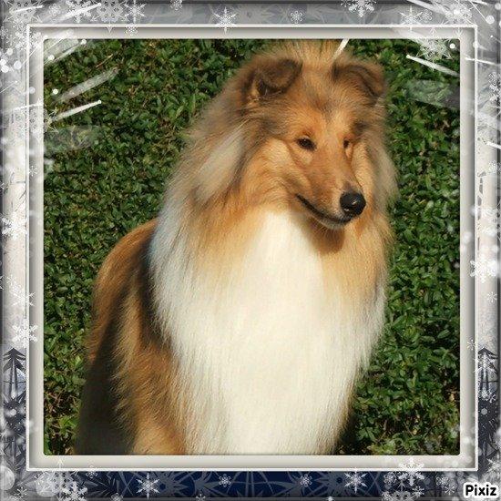 Collie langhåret Tvingsfields Kiss Me Now (Aiko) billede 9