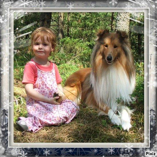Collie langhåret Tvingsfields Kiss Me Now (Aiko) billede 19