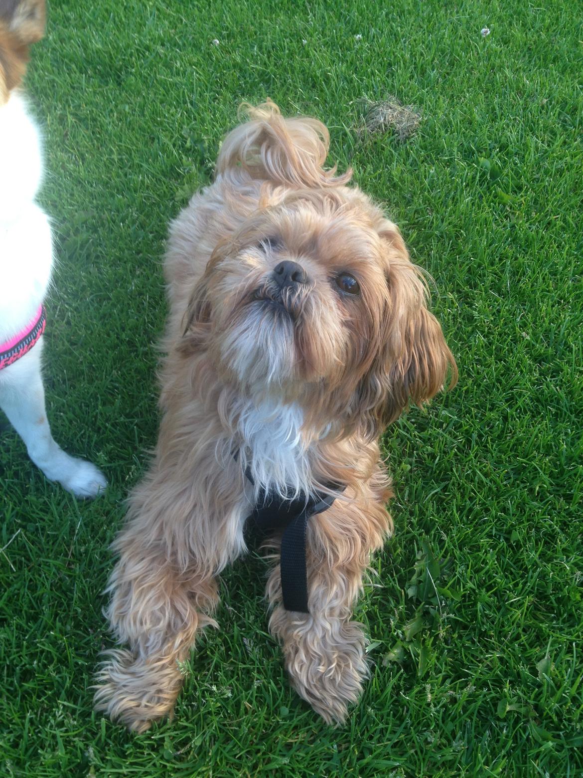 Shih tzu Mille billede 1